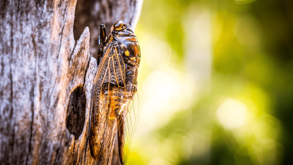 Cicadas ReEmerging In Illinois This Spring After 17 Years Underground