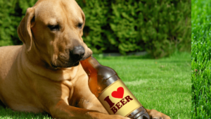 dog-beer