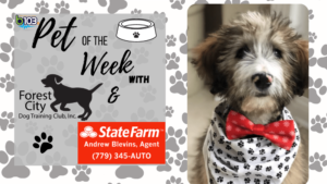 pet-of-the-week-jed