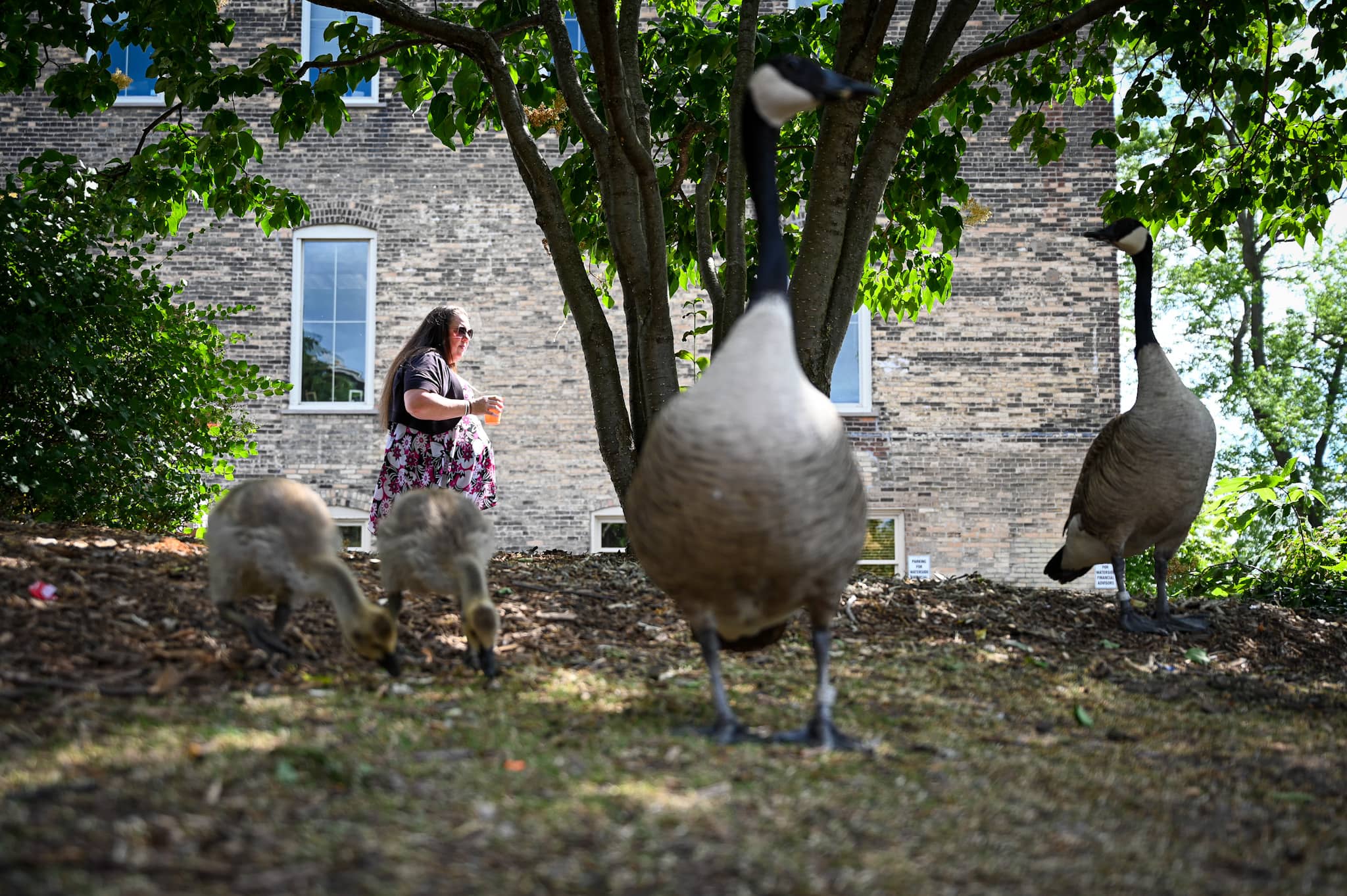 What to eat, where to park and where to find the Goose: What to