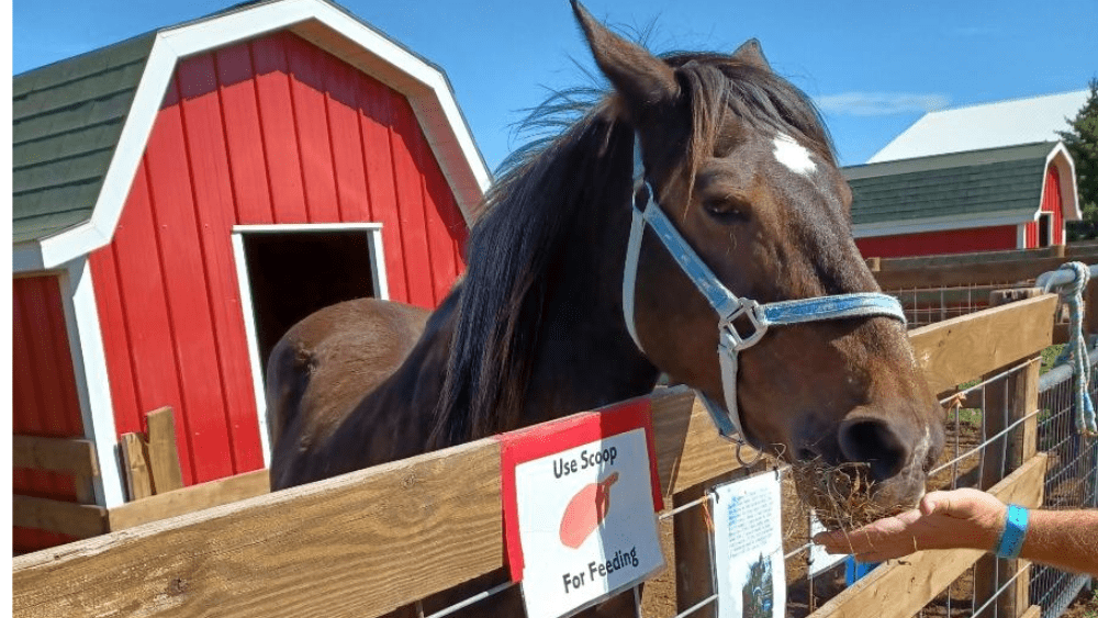 Glory Bound Rescue Ranch