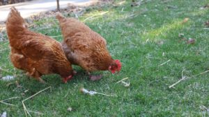 backyard-chickens-2-2