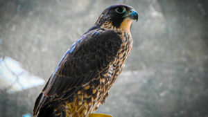 Peregrine falcon Rockford