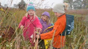 collecting-milkweed-seeds-2022-fall-harvest-nygren-wetland-by-jill-kennay-44