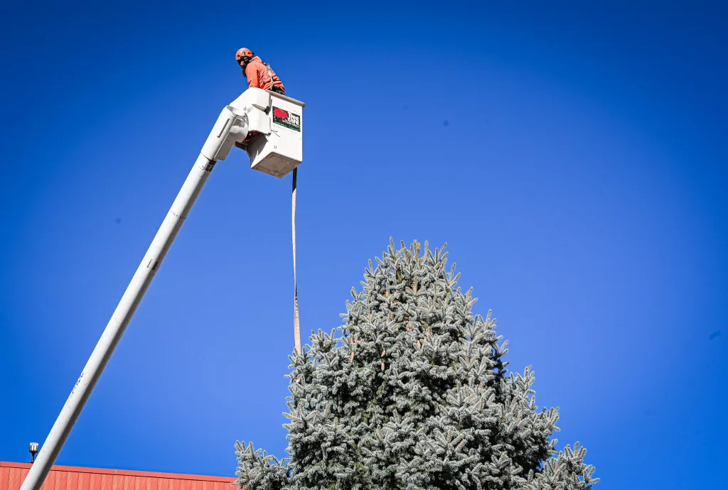 'Our biggest and bluest blue spruce' Rockford's official Christmas