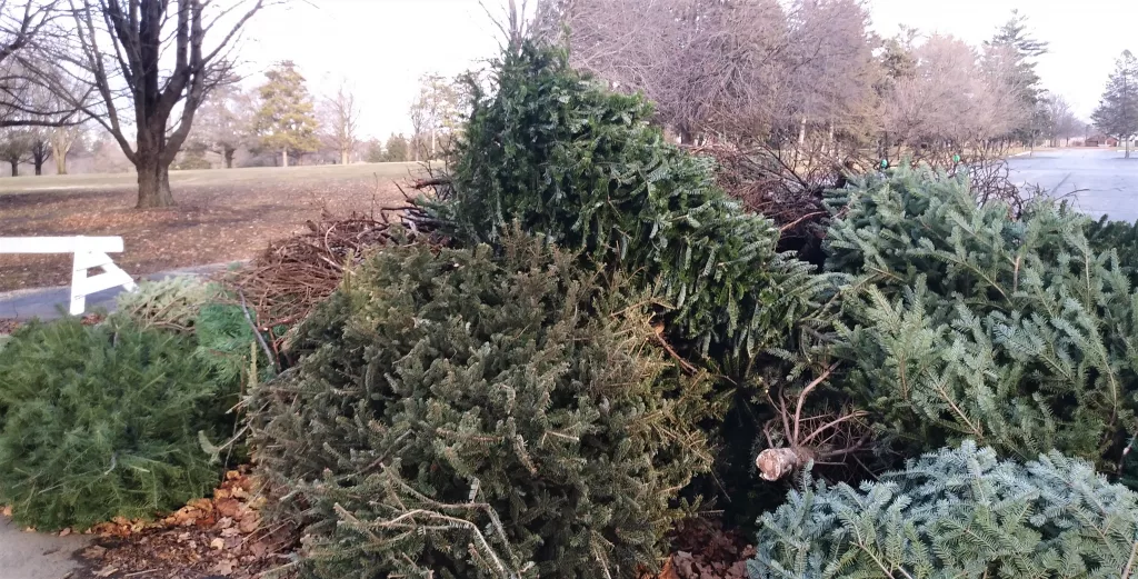 Want to recycle your Christmas tree for mulch? Here are 12 Rockford