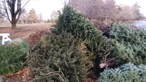 christmas-tree-program-pics_4_pile-of-trees