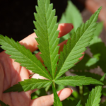 marijuana1-150x150-1