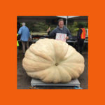 pumpkin-150x150-1