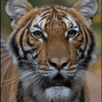 bronx-zoo-tiger
