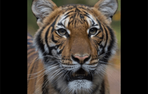 bronx-zoo-tiger