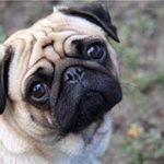 pug-dog-from-amazon