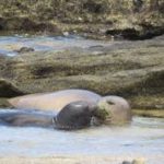 monk-seals-from-dlnr-2020-6-12