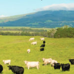 parker-ranch-cows-kohala-mtn-courtesy-pr-site