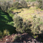 2020-11-02-former-quarry-firing-range-in-hawaii-volcanoes-np