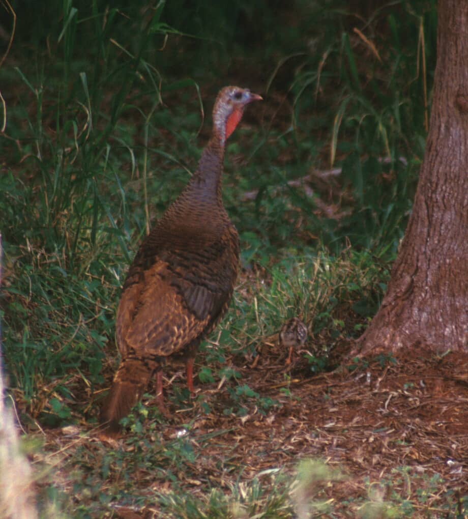 Hawaiʻi Island Turkey Hunting Season Begins Soon KWXX Hilo, HI