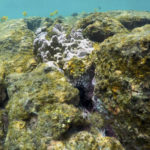 hawaii-flooding-dirty-coral