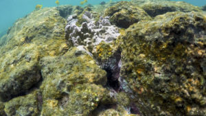 hawaii-flooding-dirty-coral
