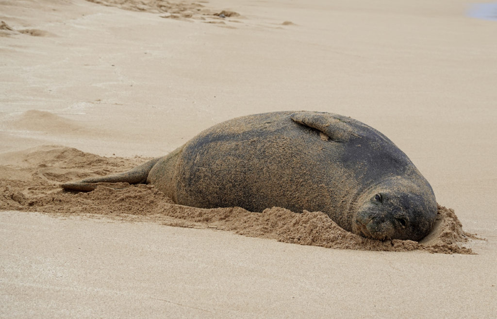 Endangered Hawaiian Monk Seal Deaths Investigated as Crimes | KWXX