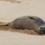 hawaii-monk-seal