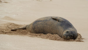 hawaii-monk-seal