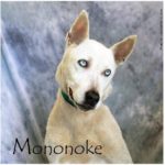 hrr-dogadoption-mononoke