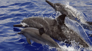 dolphin-tour-fine