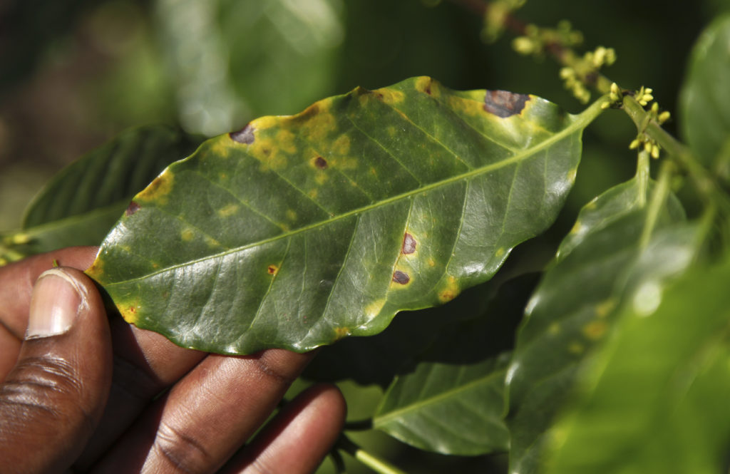 $2.5 Million of USDA Funding for Invasive Species Prevention Announced - Vimarsana News