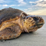 sea-turtles-dredging-threat