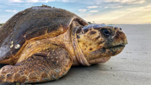sea-turtles-dredging-threat