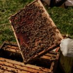 bee-hive-theft-hpd-photo