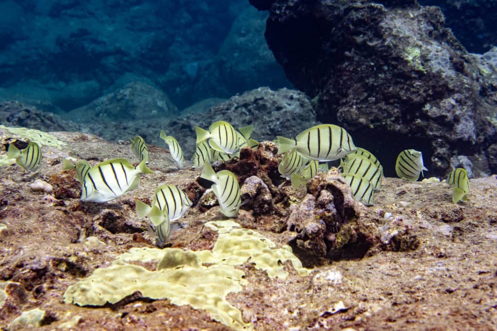 Public Input Sought on Proposed Fishing Rules for Reef Fish - Vimarsana News