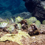 reef-fish-dlnr