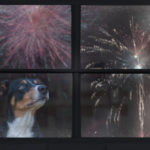 dog-watching-the-fireworks-2