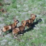 mouflon-sheep-dlnr-photo