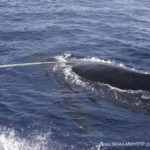 freed-whale-hawaii