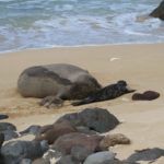 monk-seal-birth-dlnr