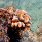 dar_klkramer_coral_spawning_dlnr