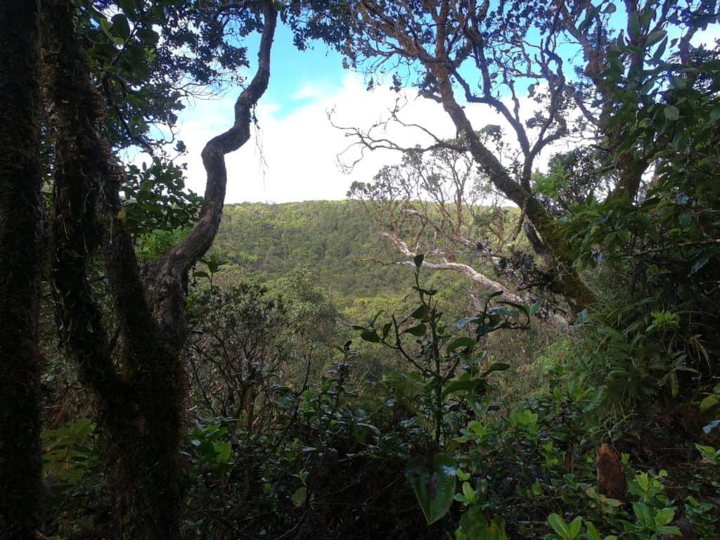 State to Receive $14M in Federal Funding to Help Forest Birds - Vimarsana News