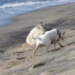 monk-seal-harassment-dlnr-photo