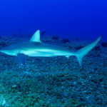 dlnr-shark-photo