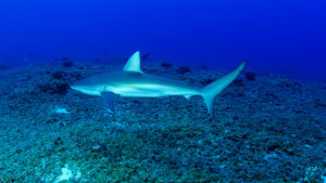 dlnr-shark-photo