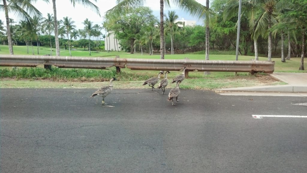 Humans Responsible for Recent Nēnē Deaths KWXX Hilo, HI