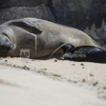 hawaii-monk-seals-waikiki