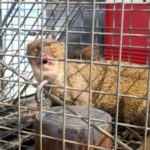 captured-mongoose-dept-of-ag