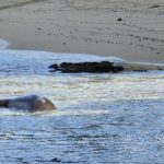 monk-seal-may-2023-dlnr-photo