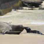 hawaii-monk-seals-waikiki-2