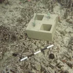 cinder-block-damaging-coral-dlnr