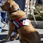 service-dog-sitting-atentively