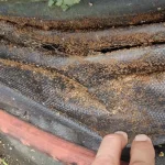 little-fire-ants-in-nursery-weed-mat-dlnr-photo